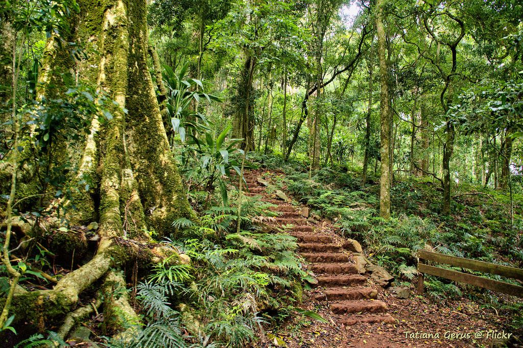 Bunya Mountains National Park 1 Bunya Mountains National Park
