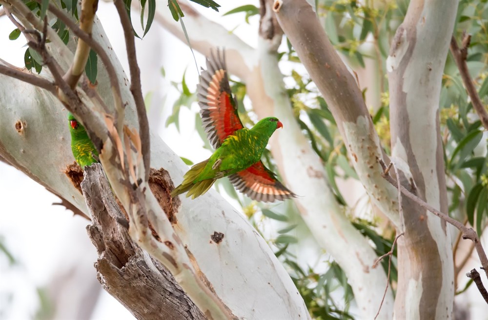 Lake Broadwater Conservation Park Things to do in Dalby, Dalby Lake Broadwater Conservation Park