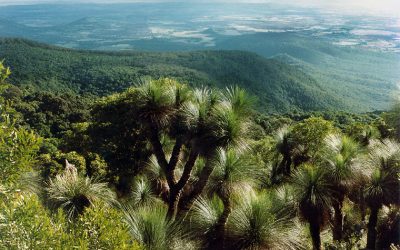 Explore the Bunya Mountains