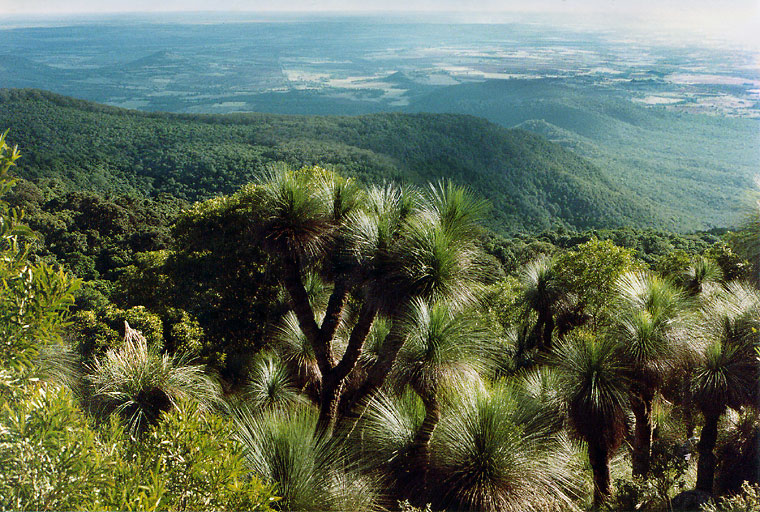 Explore the Bunya Mountains